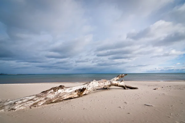 Drijfhout op een strand met bewolkte hemel — Stockfoto