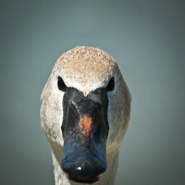 Trompetçi kuğu aşırı closeup — Stok fotoğraf
