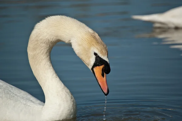 Mute swan profili — Stok fotoğraf