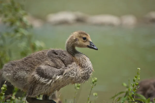 Canada Gosling in the Grass — Stock Photo, Image