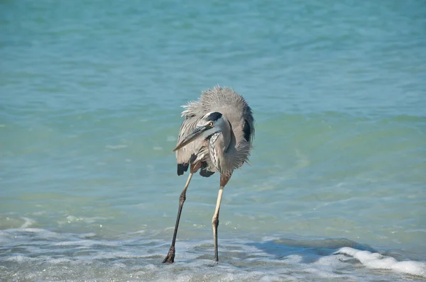 Grande garça azul em uma praia da Flórida — Fotografia de Stock