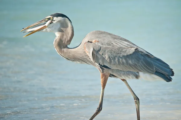 Gran Garza Azul comiendo un pescado en una playa de Florida — Foto de Stock