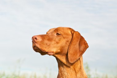 Vizsla köpek (Macar işaretçisi) portre