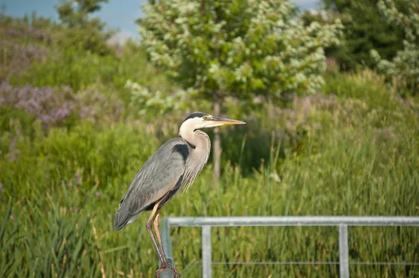 Great Blue Heron Perches Metal Handrail Green Foliage Background — Stock Photo, Image