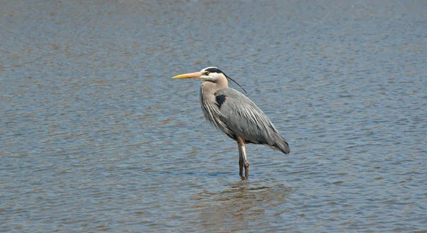 Great Blue Heron Wading in a Suburban Pond — Stock Photo, Image