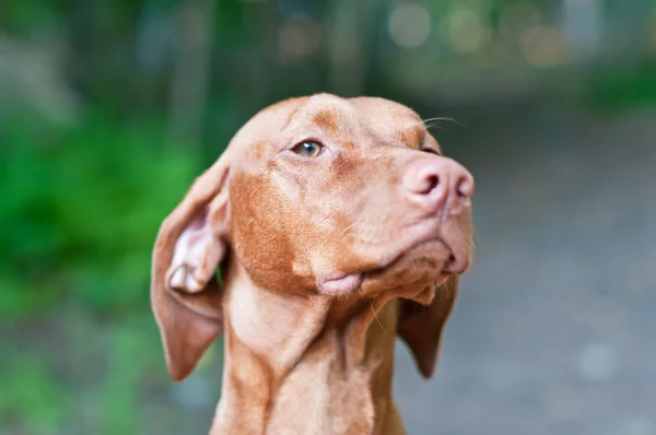 Nærbilde Vizsla Hund Ungarsk Pekepinn Med Liten Dybde Åkeren – stockfoto