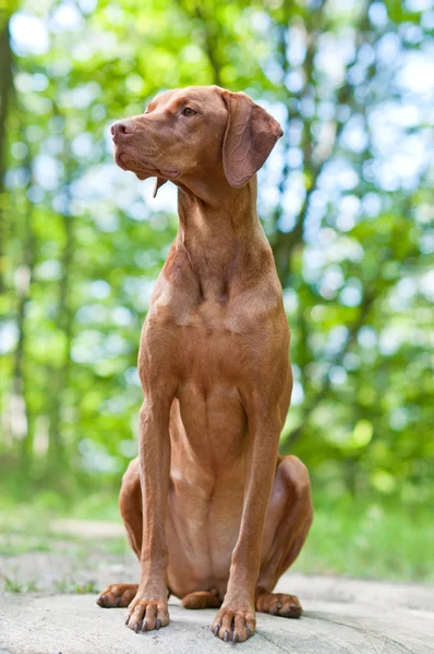 Shot Vizsla Dog Hungarian Pointer Sitting Rock Woods — Stock Photo, Image