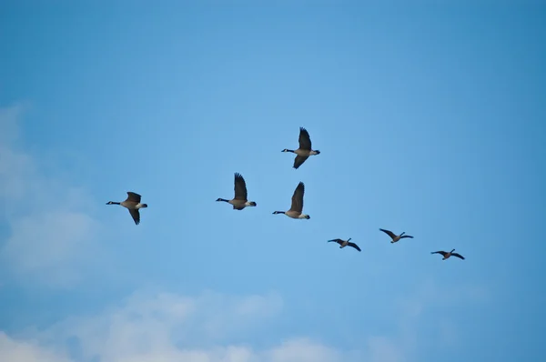 Flock Kanada Gås Branta Canadensis Flygning — Stockfoto