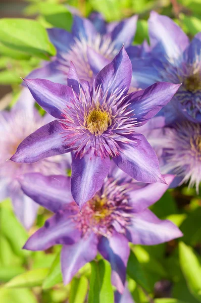 Purple Clematis Flowers — Stock Photo, Image