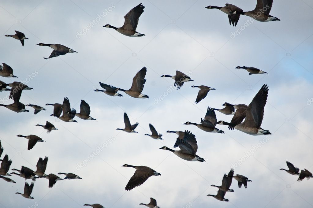 Flock of canada geese in flight stock photo brianguest 4603621