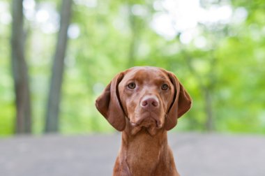 Vizsla köpek (Macar işaretçisi) portre