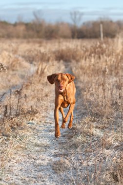 Kış aylarında karla kaplı yol alan ile vizsla köpek çalıştırır.