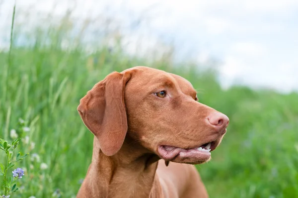 Vizsla portret psa (wskaźnik węgierski) — Zdjęcie stockowe