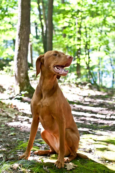 Vizsla Dog Sits Path Forest Trees Green Leaves Background — Stock Photo, Image