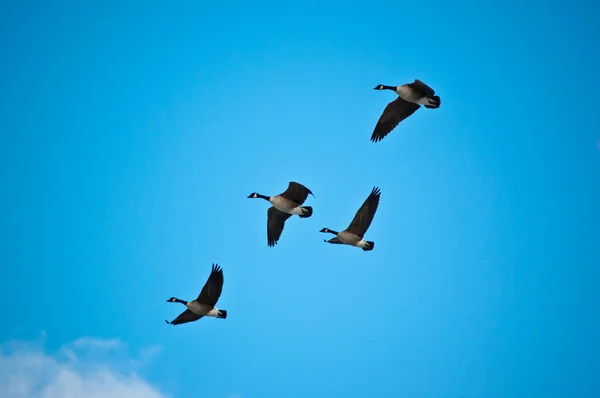 Стая канадских гусей в полёте — стоковое фото