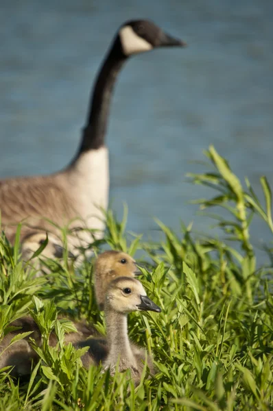 Canada Goslings with Goose — Stock Photo, Image