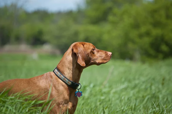 緑の野原に立っている・ ヴィズラ犬 (ハンガリーのポインター) — ストック写真