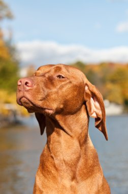 Sonbahar ile gölün yanında oturan kadın vizsla köpek portresi arka planda kalıyor.