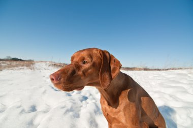 karlı kış alana oturan vizsla köpek.