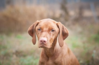 Geçen sonbaharda bir alanda duran fotoğrafçı bir kadın Macar vizsla köpek bakıyor.