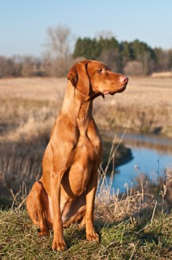 A female Vizsla dog sits in a field on the bank of a creek with trees and sky in the background. clipart