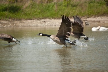 Three Canada Geese (Branta canadensis) take off from the surface of a suburban pond. clipart