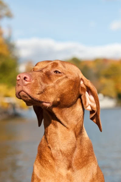 Ett Porträtt Kvinnlig Hundvalp Sittande Hund Sitter Vid Sjö Med — Stockfoto