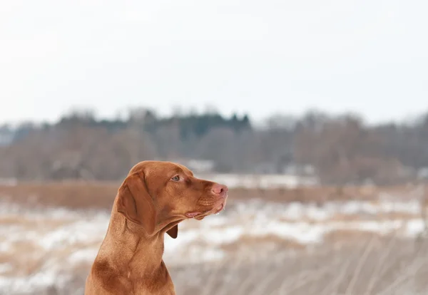 Portret psa vizsla zimą — Zdjęcie stockowe