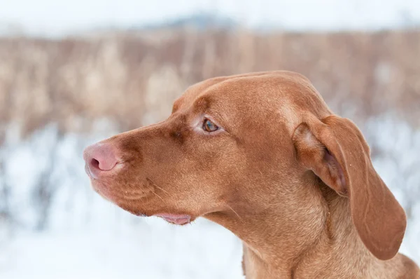 Porträt eines vizsla Hundes im Winter — Stockfoto