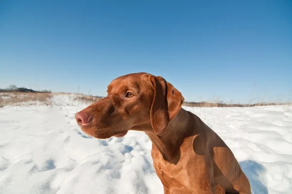 Дог, сидящий на снежном зимнем поле . — стоковое фото