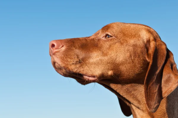 Визла Собака Смотрит Вдаль Ясным Голубым Небом Заднем Плане — стоковое фото