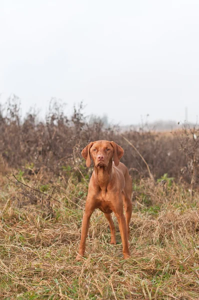 Ungarischer vizsla Hund steht auf einem Feld — Stockfoto