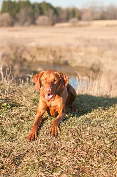 Hundvalp Sittande Hund Hukar Gräset Ett Fält Höst — Stockfoto