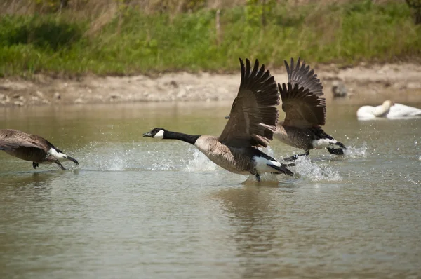 Three Canada Geese Branta Canadensis Take Surface Suburban Pond — Stock Photo, Image