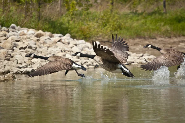 Three Canada Geese Branta Canadensis Take Pond One Runs Surface — Stock Photo, Image