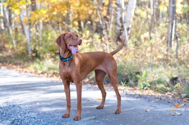 Vizsla portre ile sonbahar bir yolda bırakır