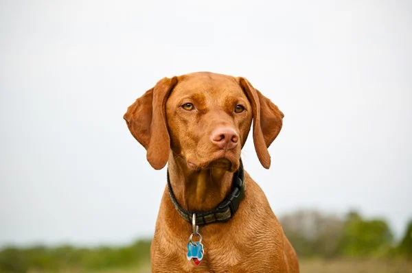 Vizsla Dog in a Field — Stock Photo, Image