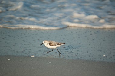 sabah florida plaj üzerinde çalışan sanderling