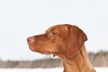 Close-up Vizsla (Hungarian Pointer) Portrait in Winter clipart