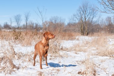 karlı alana işaret vizsla köpek (Macar işaretçi).