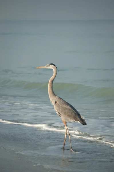 Great blue heron na plaży — Zdjęcie stockowe