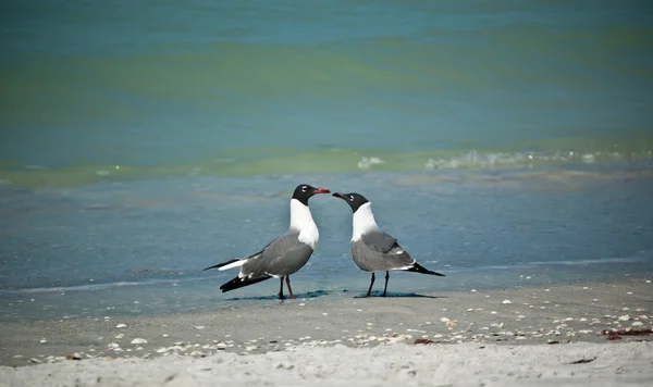 Sirályok a floridai tengerparton nevetve — Stock Fotó
