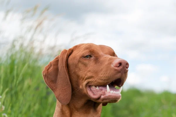 Vizsla portret psa (wskaźnik węgierski) — Zdjęcie stockowe