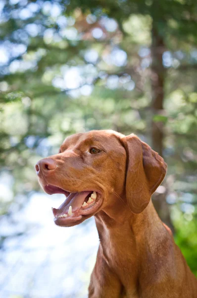 Hundvalp (sittande) hund (ungerska visare) porträtt — Stockfoto