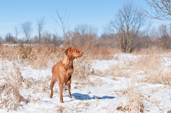 Vizsla cane (puntatore ungherese) che punta in un campo innevato . — Foto Stock