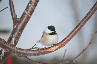 Black-capped Chickadee Perched on a Branch clipart