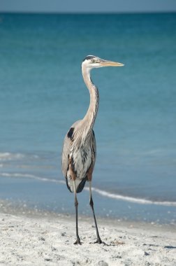 büyük mavi balıkçıl florida plaj