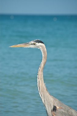 büyük mavi balıkçıl florida plaj