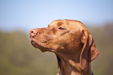 Happy Hungarian Vizsla Dog Portrait clipart