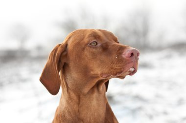 yakın çekim vizsla köpek kış portresi